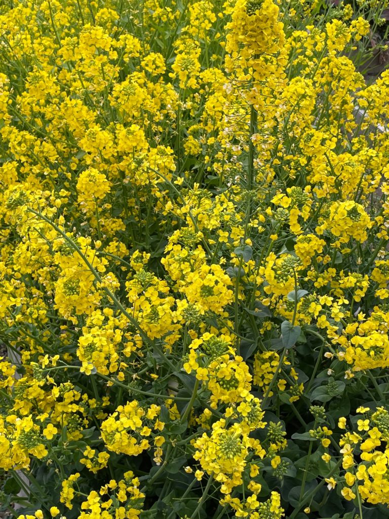 ミズナ 水菜 とタアサイの花が満開 社会福祉法人 椥辻福祉会 椥辻こども園