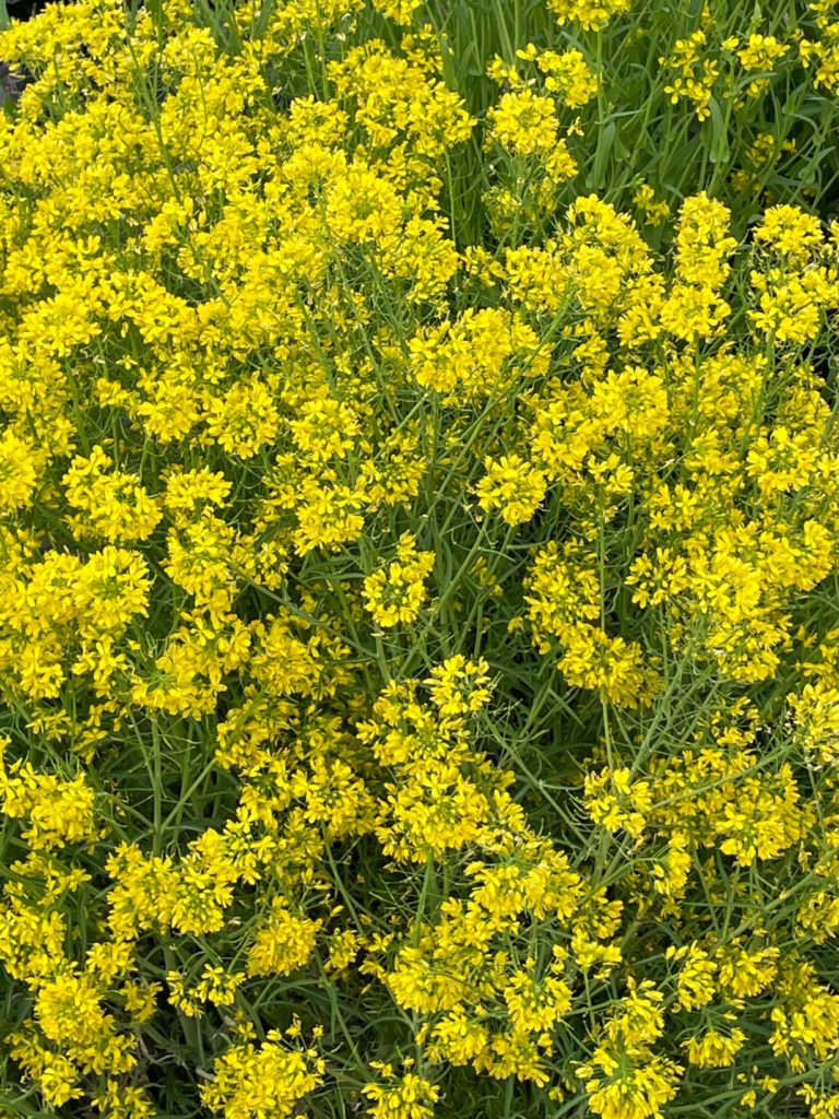 ミズナ 水菜 とタアサイの花が満開 社会福祉法人 椥辻福祉会 椥辻こども園